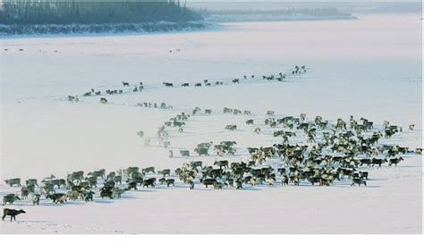 Caribou (Rangifer tarandus) from the Porcupine herd on their spring ...