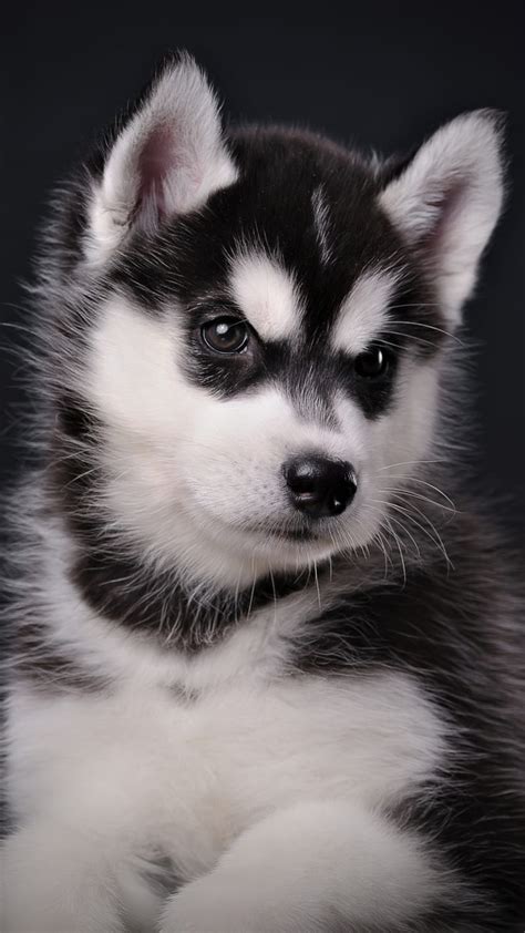 Husky Puppy Hd Images Free - Infoupdate.org