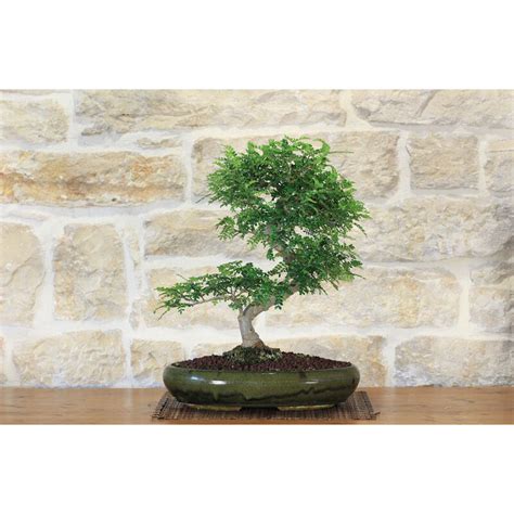 Bonsai Di Pepper Pollice Verde Portale Dell Albergatore