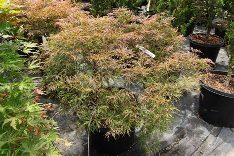 Buy Acer Palmatum Dr Brown Specimen 2160 Conifer Kingdom