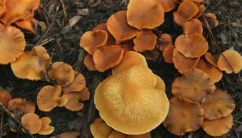 How to Pick Edible Wild Mushrooms | Sciencing