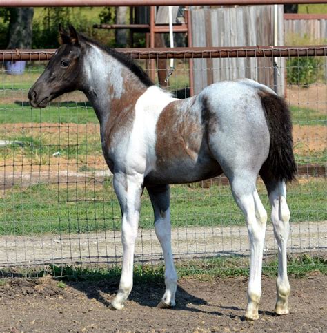 What a beauty! | Rare horses, Horses, Horse breeds