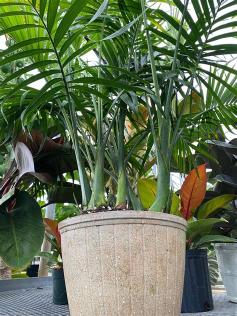 Cat Palm Live Tropical Plant Indoor Eureka Farms