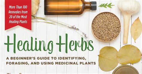 Healing Herbs A Beginners Guide To Identifying Foraging And Using