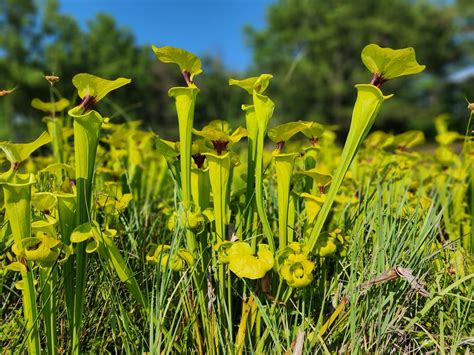 About — Center for Ecosystem Recovery