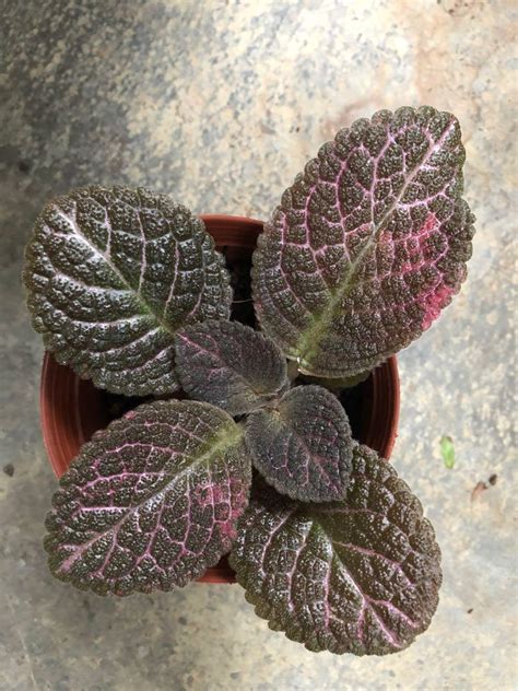 Episcia Kee Wee Furniture And Home Living Gardening Plants And Seeds On