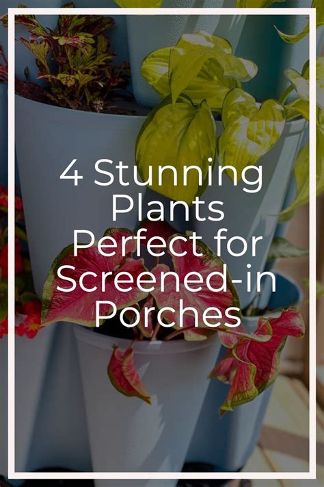 Stunning Plants Perfect For Screened In Porches In Porch