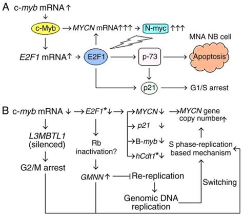 Mycn Is Amplified During S Phase And Cmyb Is Involved In Controlling