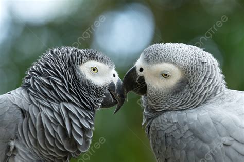 長尾小鸚鵡野生動物背景圖片，高清圖庫，桌布素材免費下載 Pngtree