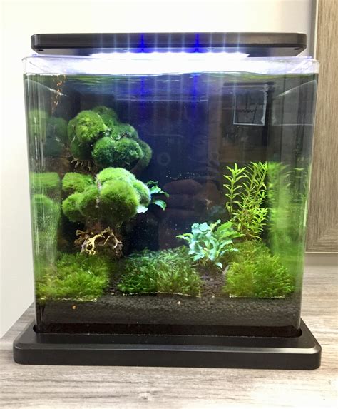 Gal Nano Low Tech Fluval Stratum Fissidens Buce Marino And