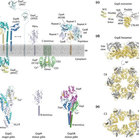 Type Ii Secretion System Outer Membrane Complex A Structure Of A