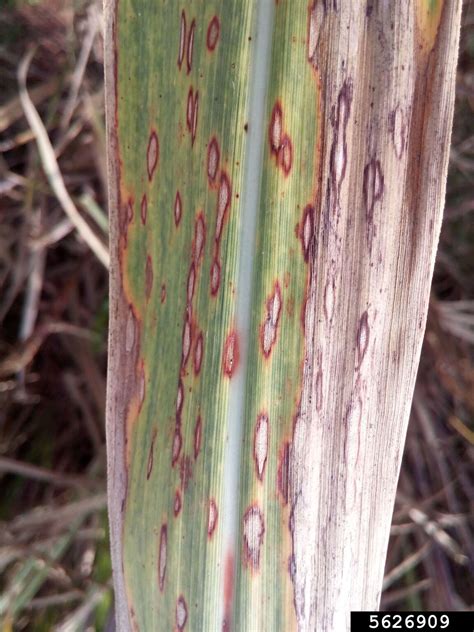 Brown Rust Puccinia Melanocephala