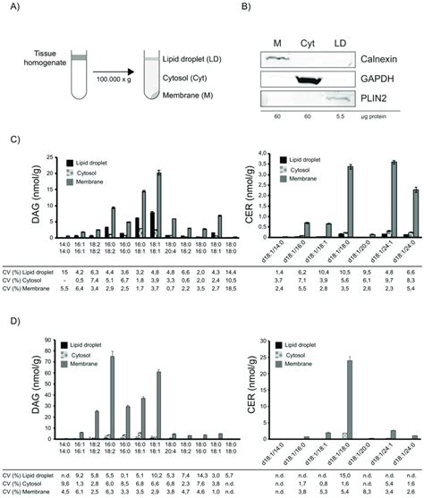 Subcellular Fractionation And Lipid Analysis Of Human Skeletal Muscle