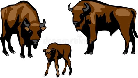 Wisent Vector Illustratie Illustration Of Dier Kudde 51228476