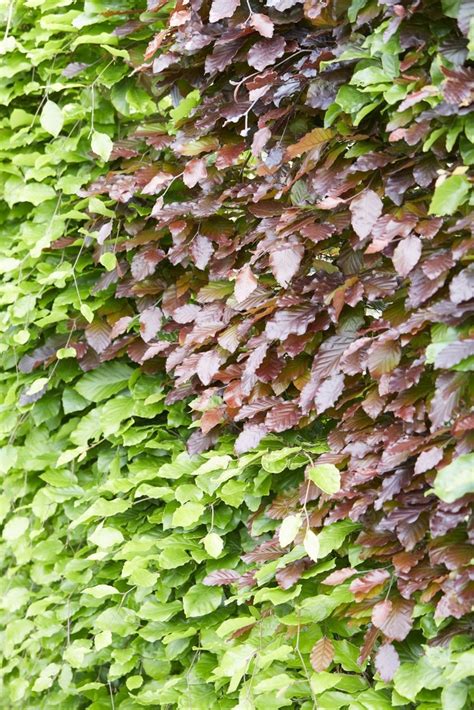 Fagus Sylvatica Common Beech Hedging