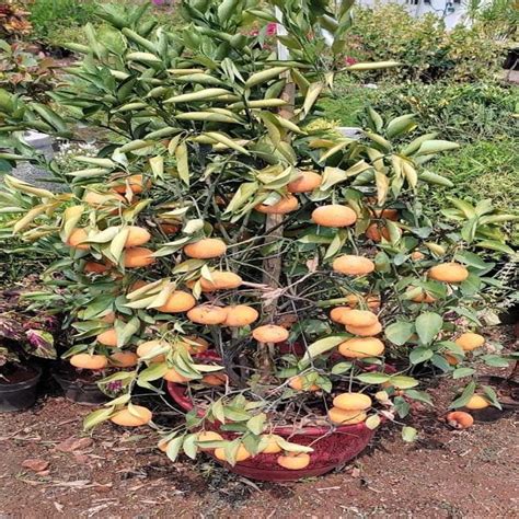 Full Sun Exposure Citrus X Sinensis Bonsai Orange Plant For Garden At