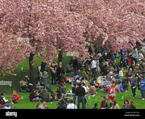 Cherry Blossom festival crowds Brooklyn Botanic Garden Stock Photo - Alamy