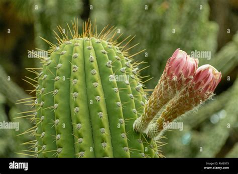 Areole Hi Res Stock Photography And Images Alamy