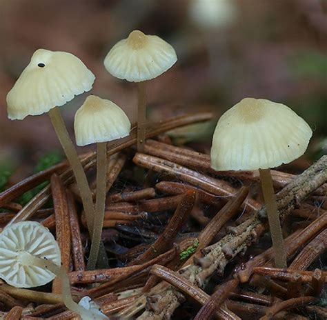 6 Quirky Mushrooms That Look Like Boobs And Breasts Hello Lidy