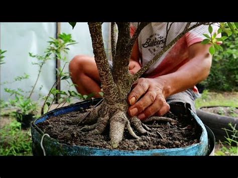 Pres Akar Dan Menentkan Gerak Dasar Bahan Bonsai Kimeng Youtube