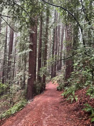 10 Best Hikes and Trails in Reinhardt Redwood Regional Park | AllTrails