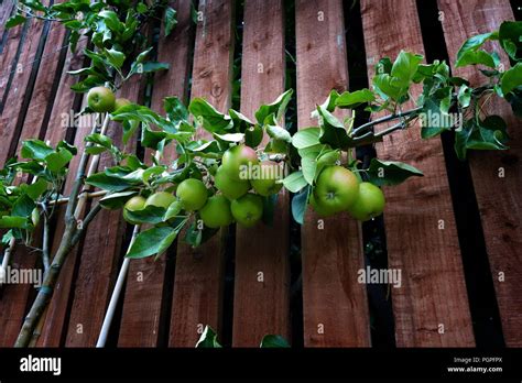 The espalier apple tree growing on a garden fence in Rotherham, South ...