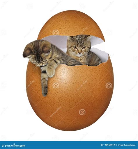 Two Cats Hatched From The Egg Stock Image Image Of Shell Life 128956917