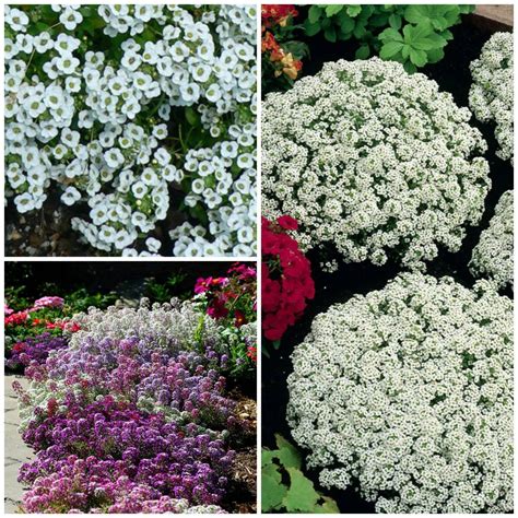 Многолетние цветы цинерария (55 фото)