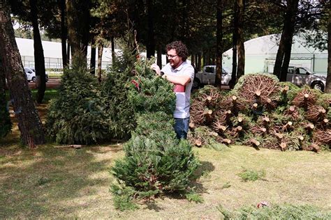 Inicia acopio de árboles de navidad en el valle de Toluca