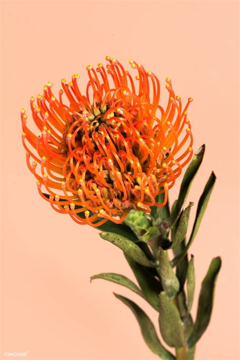 Orange pincushion protea flower | premium image by rawpixel.com / Teddy Rawpixel