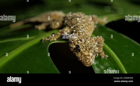 Rainforest reptiles Stock Videos & Footage - HD and 4K Video Clips - Alamy