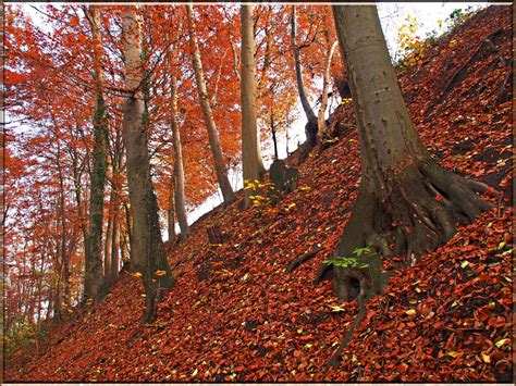 Wallpaper Leaves Nature November Tree Autumn Leaf Season