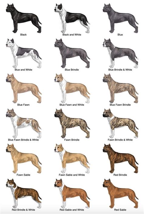 3 Types Of American Staffordshire Terrier Page 1 Artofit