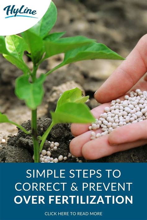 Simple Steps To Correct And Prevent Over Fertilization Outside Plants