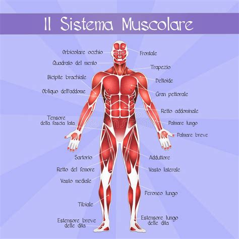 Il Sistema Muscolare Illustrazione Di Stock Illustrazione Di