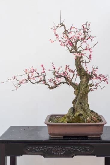 Come Creare Un Bonsai Da Un Limone Mondo Bonsai