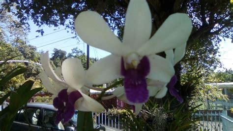 Two White And Purple Orchids In Front Of A Car Parked On The Side Of