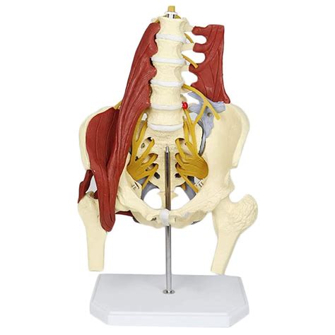 Buy Uigjiog Life Size Human Organ Model Lumbar Spine Model Science