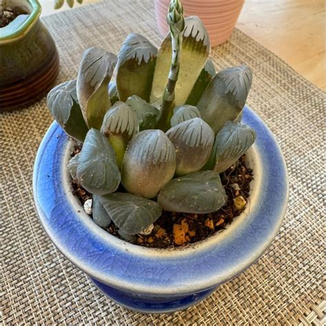 Live Plant Haworthia Cooperi Ice Lantern 12 15rare Succulent