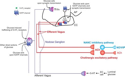 Schematic Representation Of The Effects Of Glucose On Vago Vagal Reflex