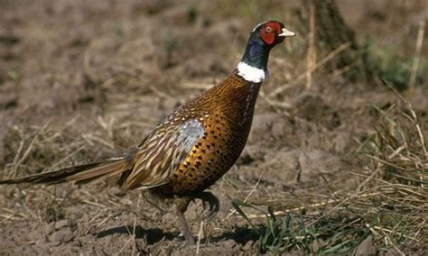 Pheasant — Texas Parks And Wildlife Department Texas Pheasant