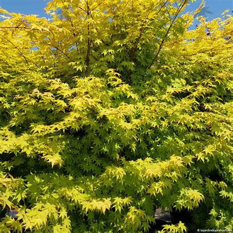 Acer Palmatum Summer Gold Le Jardin Du Prahor