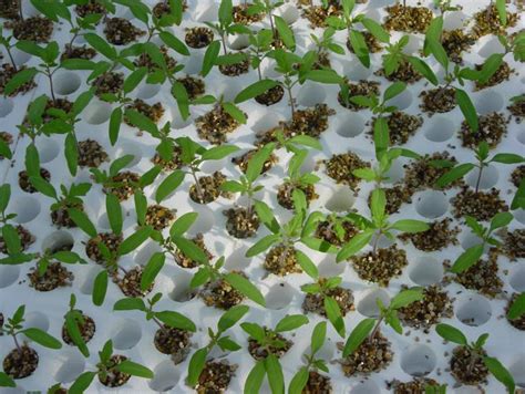 Vermiculite - Vermiculite Powder Latest Price, Manufacturers & Suppliers