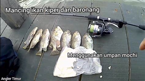 Cara Mancing Ikan Kiper Dan Baronang Menggunakan Mochi Youtube