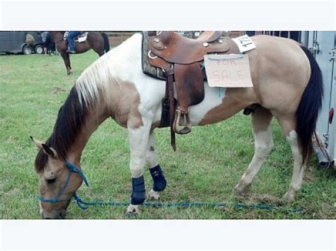 Horses for Sale in Ohio OH - Free Ads