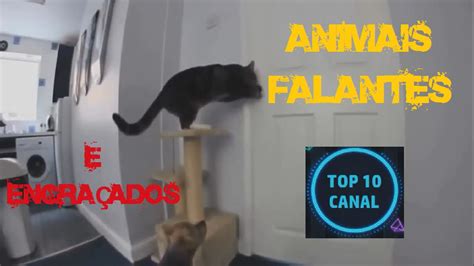 Top Animais Falantes Animais Engra Ados Youtube