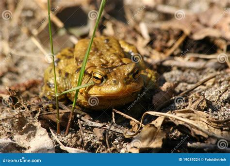 Sapo Comum Bufo De Bufo Foto De Stock Imagem De Cinzento