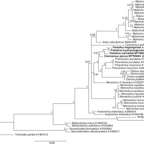 S Rdna Based Bayesian Phylogeny Of The Mononchida The New Parkellus