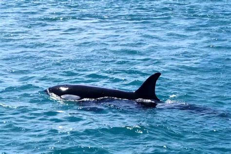 Sunlive Orca Pod Spotted In Tauranga Harbour The Bay S News First