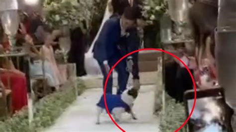 Il Cane Che Porta Le Fedi Rischia Di Trasformare Il Matrimonio In Un